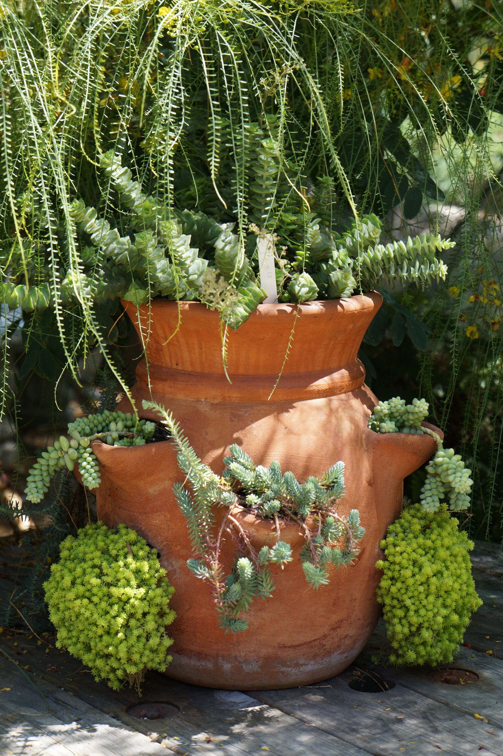 Sony Alpha a3000 + Sony E 18-55mm F3.5-5.6 OSS sample photo. Pot, plants, green photography