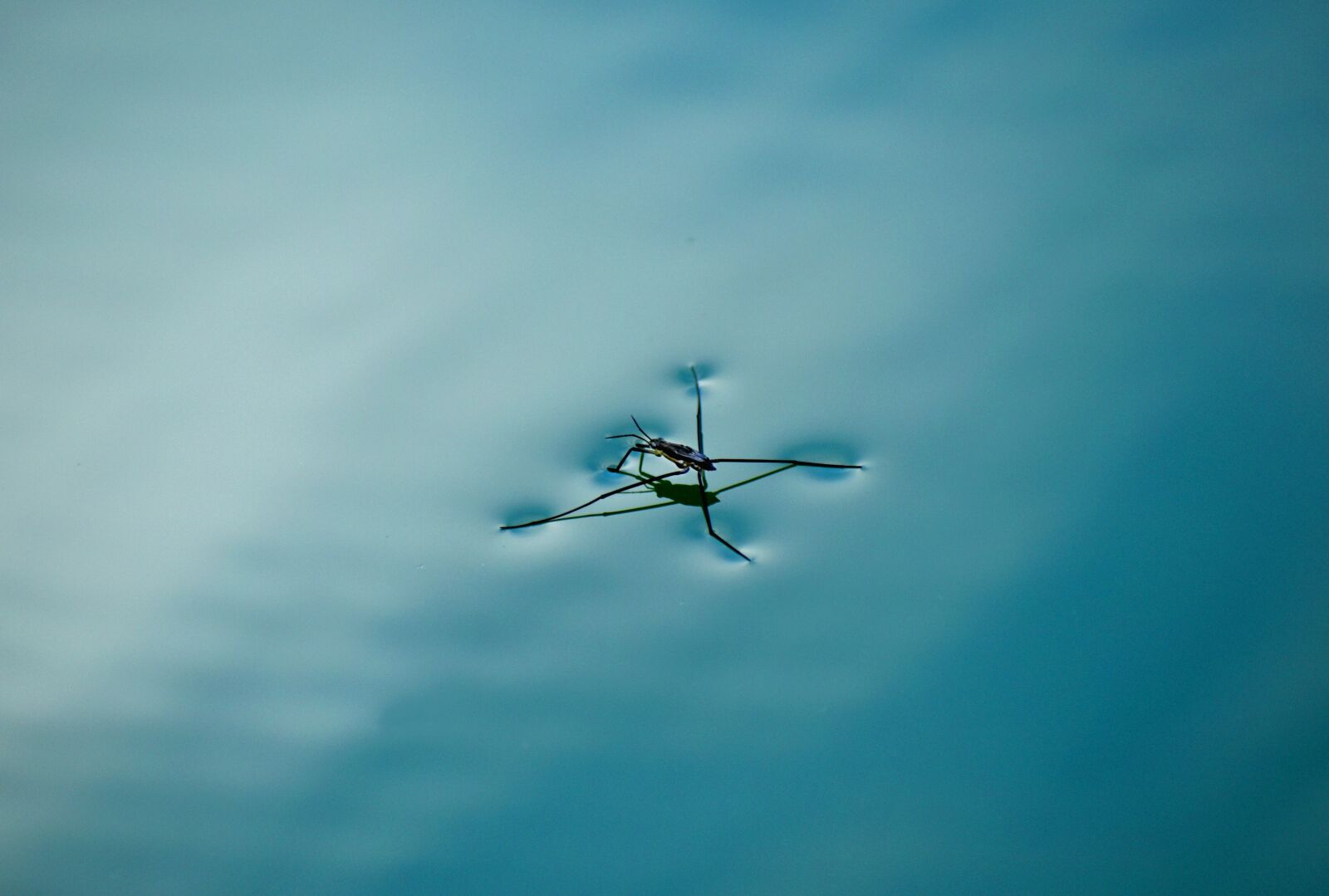 Nikon D5600 sample photo. Geris, aquatic, pond photography