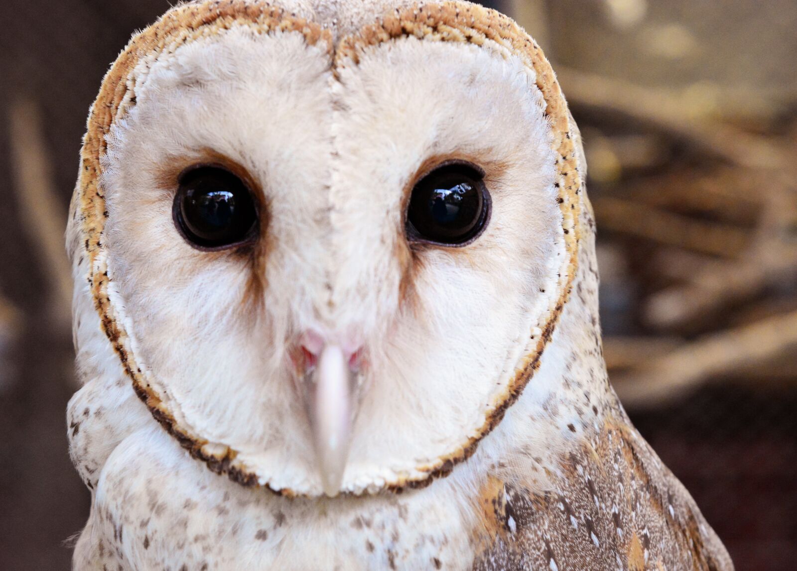 Nikon D5200 sample photo. Owl, bird, animal photography