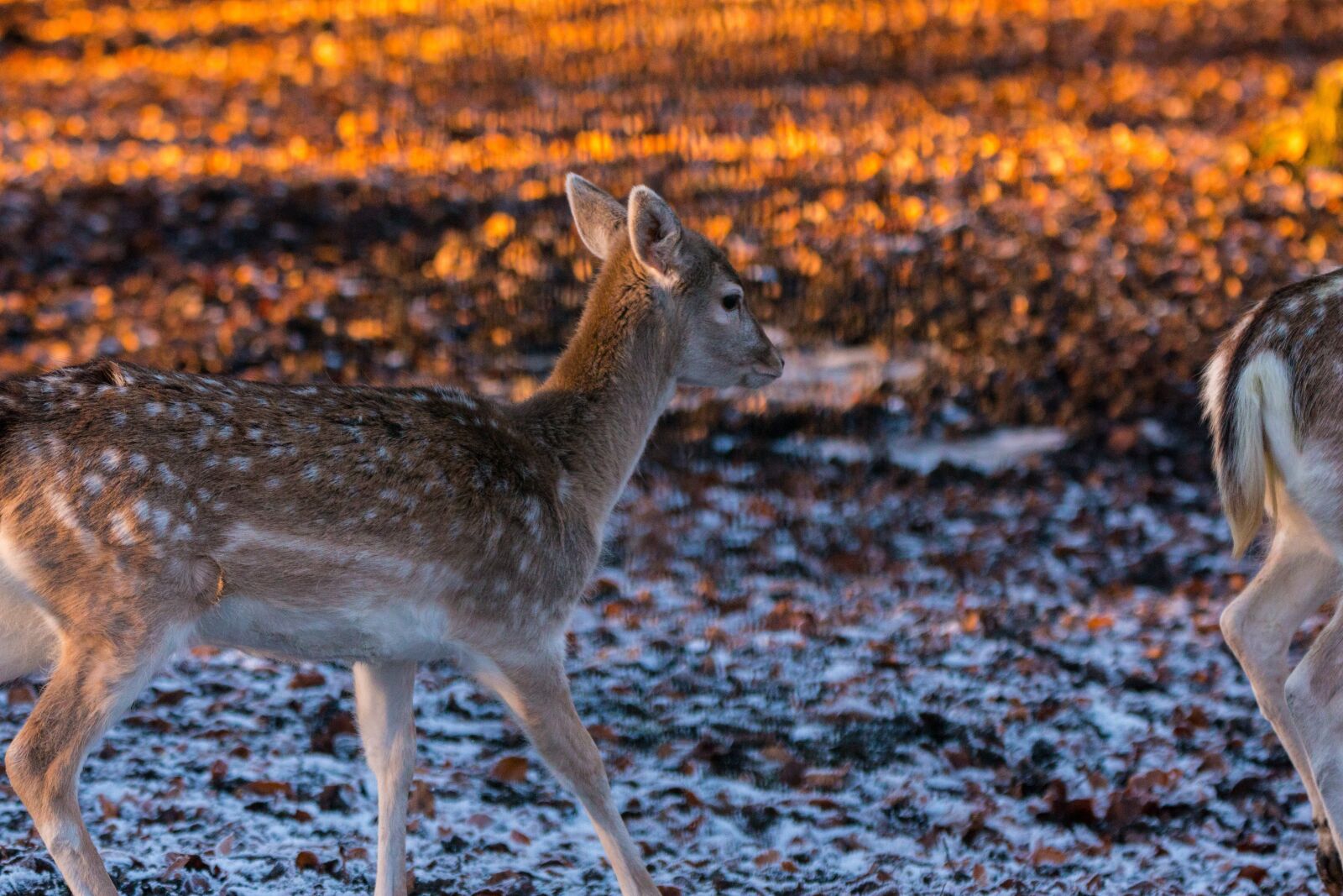 150-600mm F5-6.3 DG OS HSM | Contemporary 015 sample photo. Roe deer, hirsch, red photography