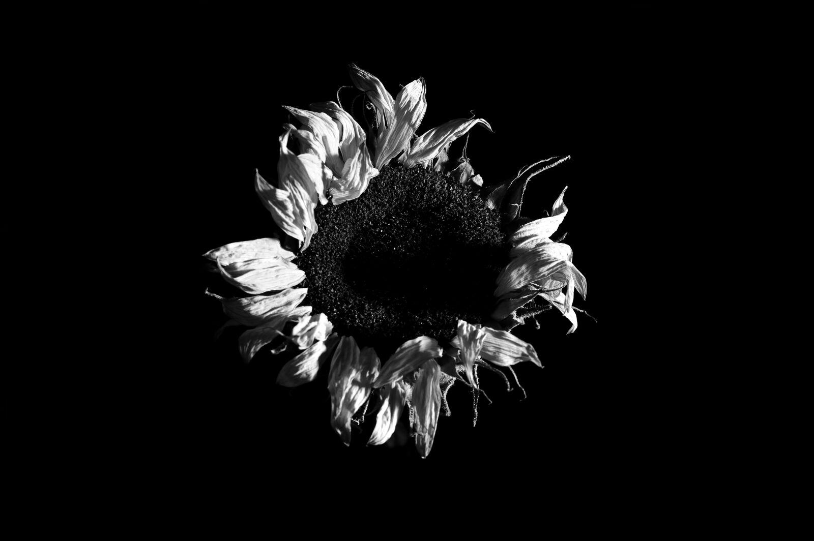 Nikon D3200 sample photo. Dry, sunflower, nature photography