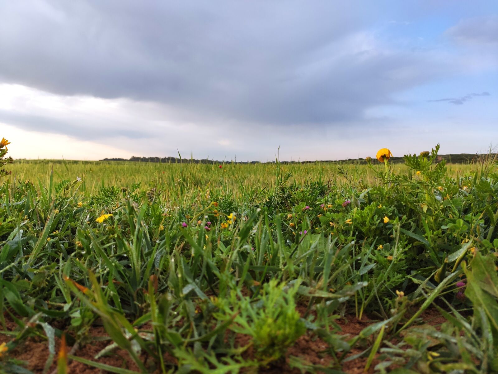 Xiaomi Mi 9T sample photo. Field, spring, nature photography