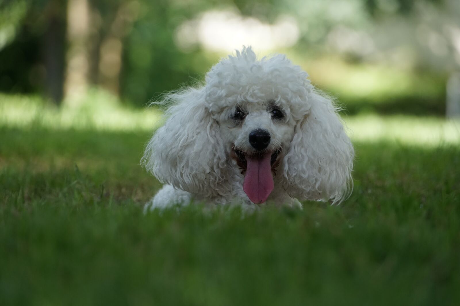 Sony a6500 + Sony E 18-200mm F3.5-6.3 OSS sample photo. Dog, poodle, animals photography