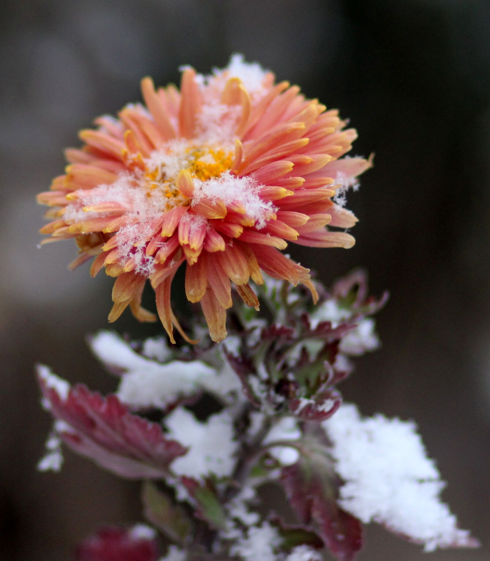Canon EOS 700D (EOS Rebel T5i / EOS Kiss X7i) + Canon EF 85mm F1.8 USM sample photo. Chrysanthemum, flower, red photography