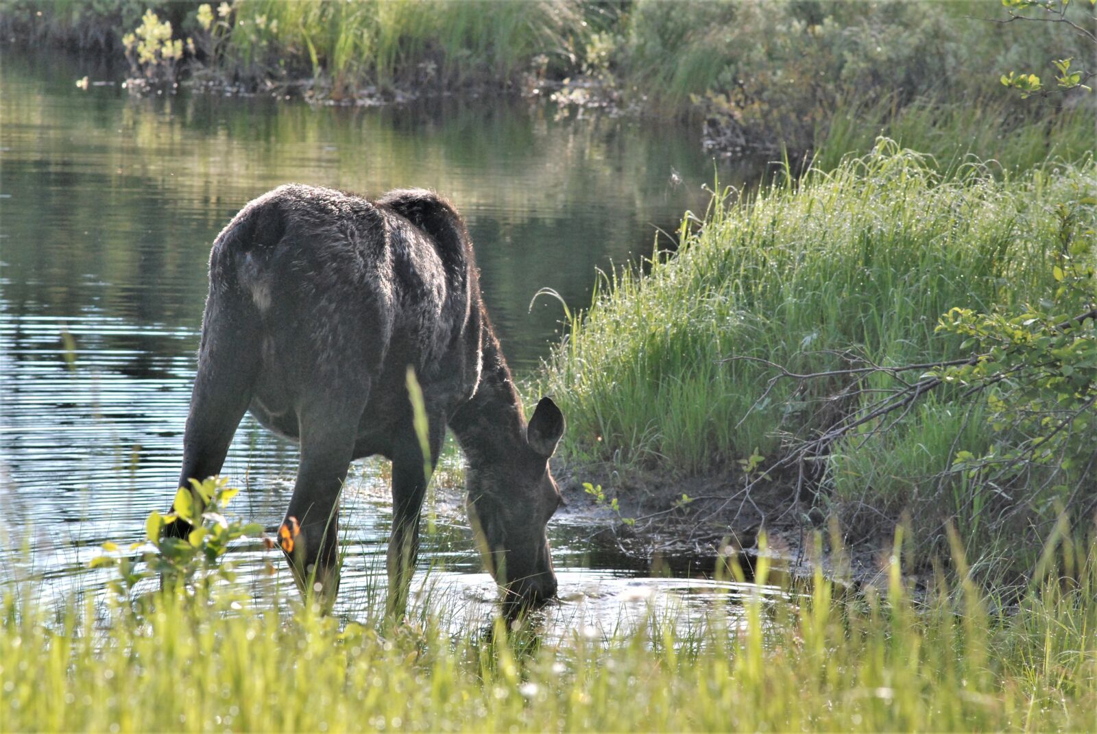 Nikon D80 sample photo. Moose, eating, wildlife photography