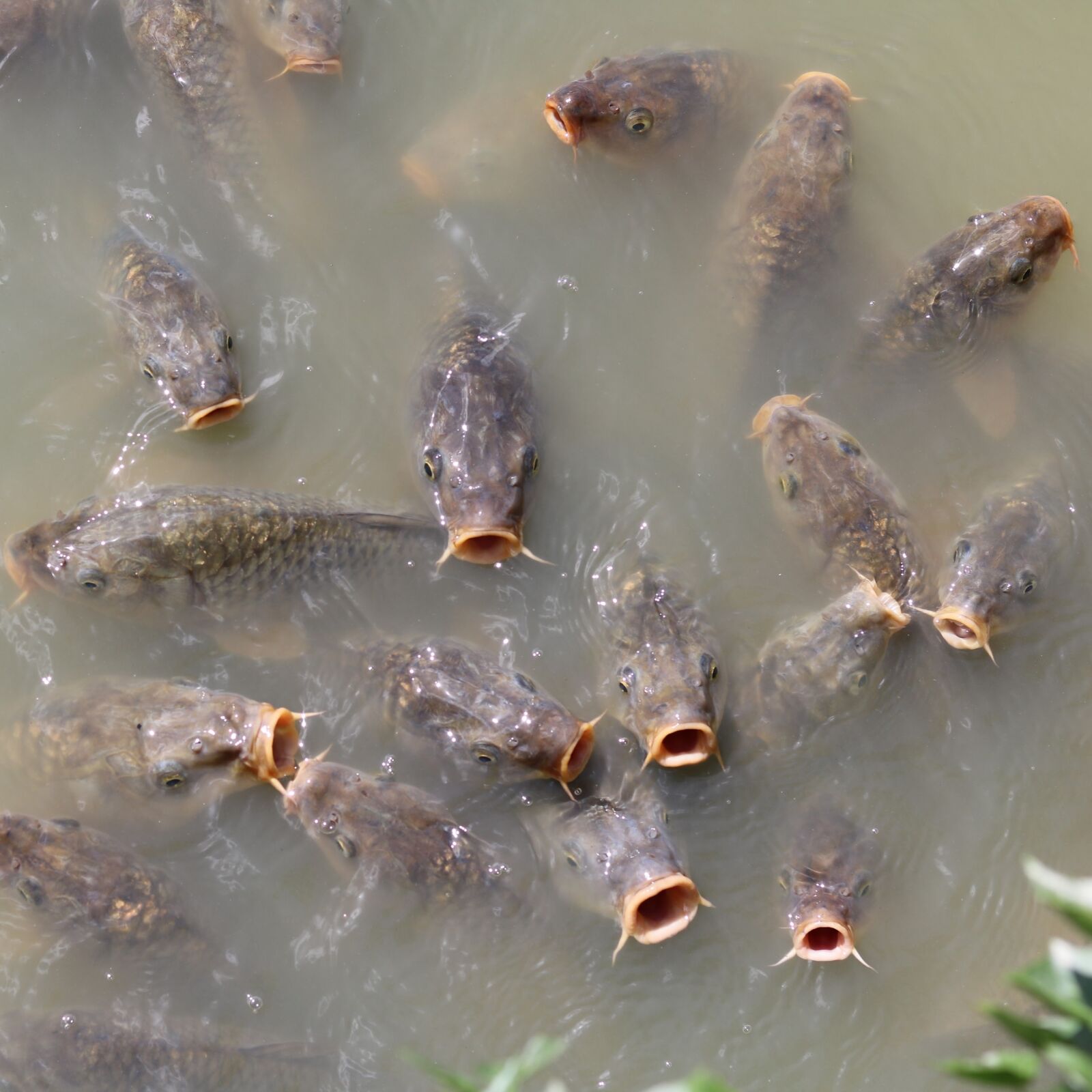 Canon EOS 750D (EOS Rebel T6i / EOS Kiss X8i) sample photo. Waters, nature, puddle photography