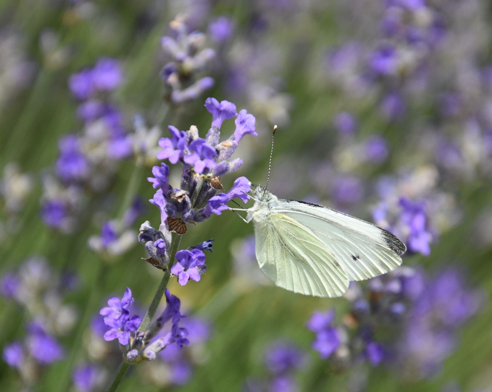 Nikon D7200 sample photo. Butterfly, lavender, nature photography
