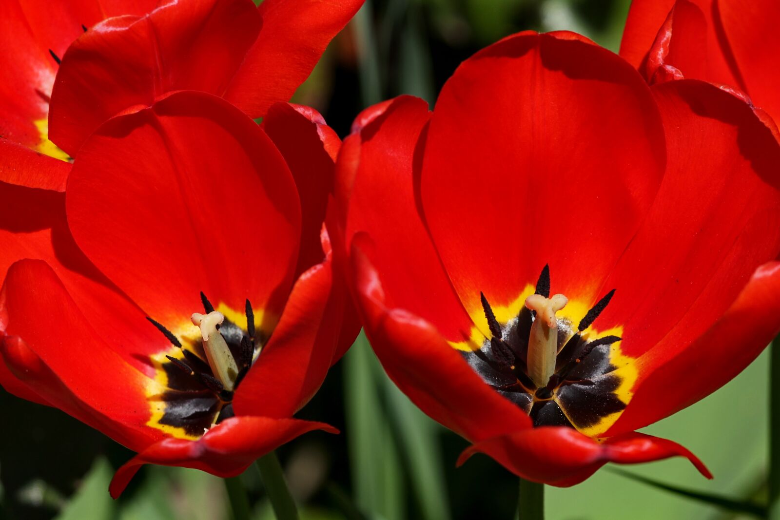 Canon EOS 1100D (EOS Rebel T3 / EOS Kiss X50) sample photo. Tulips, red, blossom photography