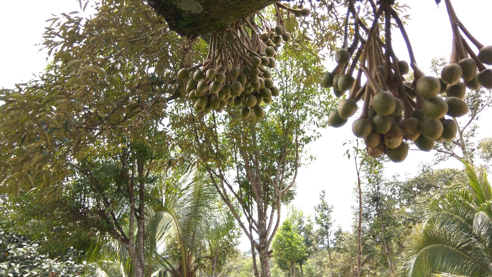 Xiaomi Redmi Note3 sample photo. Durian, tree, malaysia photography