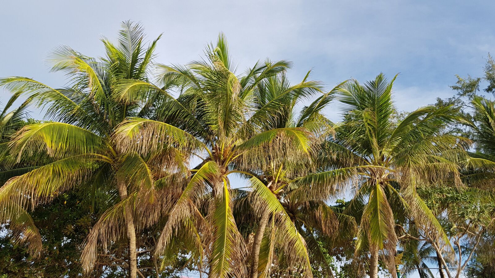 Samsung Galaxy S8 sample photo. Palm trees, sky, palm photography