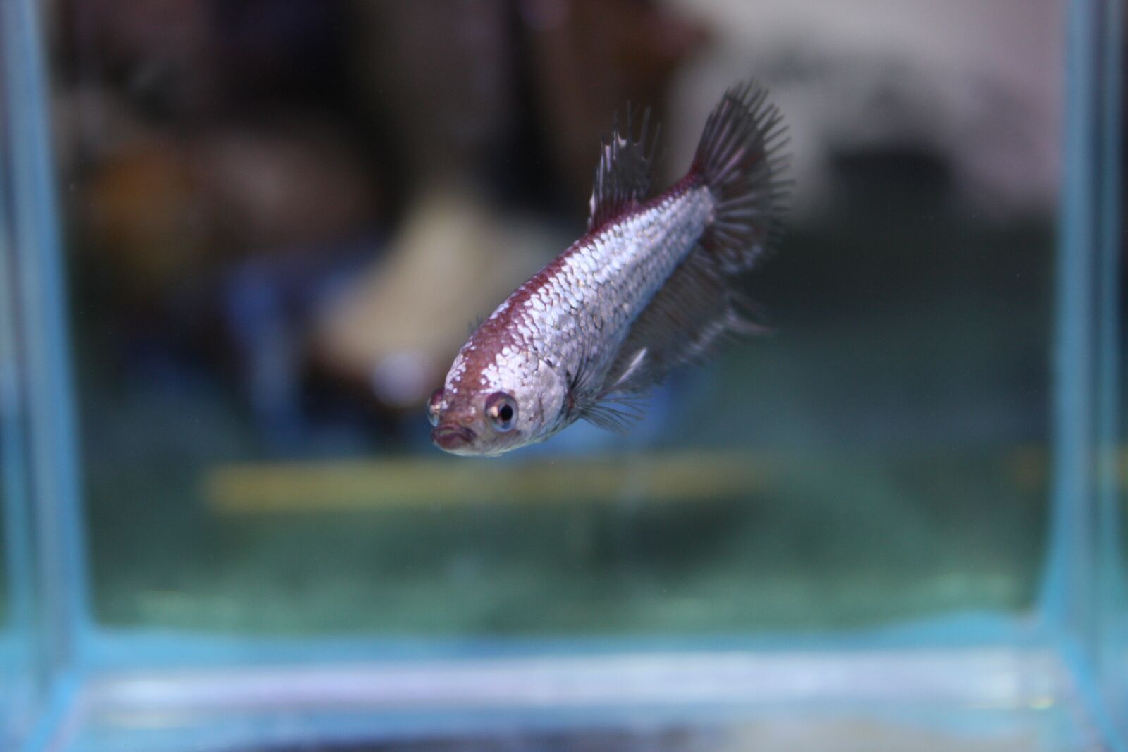 Canon EOS 40D sample photo. Fish, water, nature photography