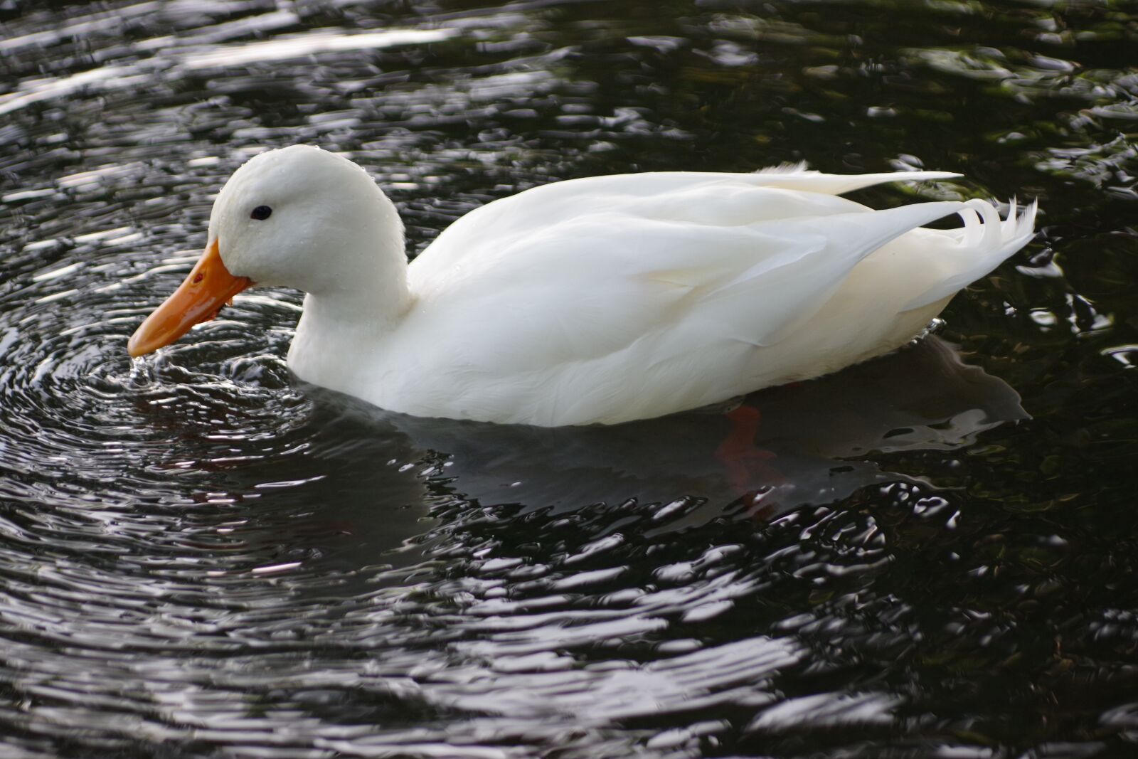 Pentax K-70 sample photo. The birds, nature, wild photography