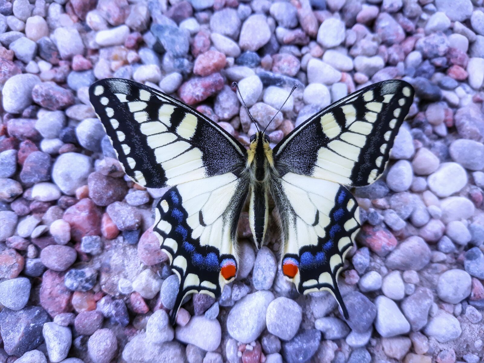 Samsung Galaxy J5 sample photo. Butterfly, the stones, beauty photography