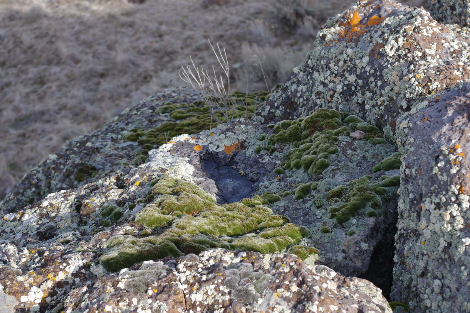 Pentax K-x sample photo. Lichen, moss, rocks photography
