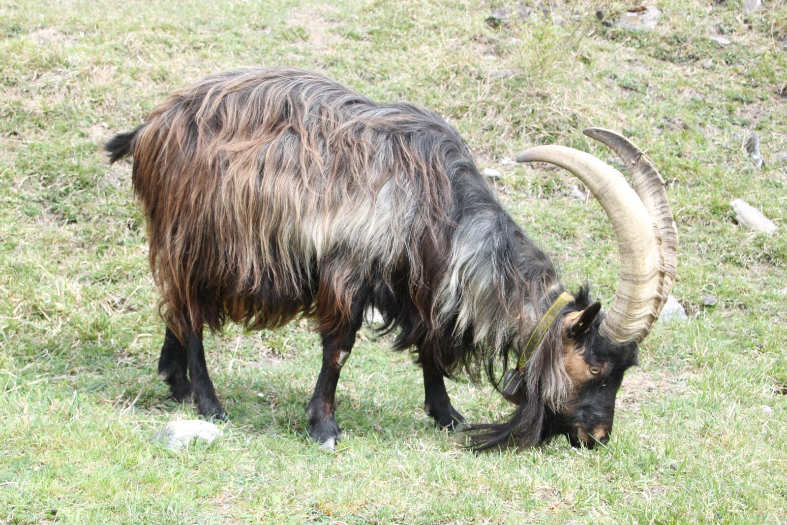 Canon EOS 500D (EOS Rebel T1i / EOS Kiss X3) sample photo. Billy goat, nature, goat photography