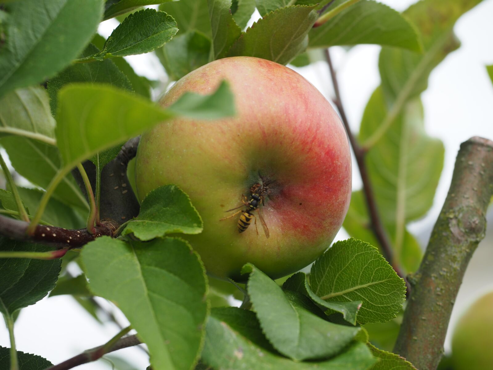 Olympus OM-D E-M5 II + Olympus M.Zuiko Digital ED 12-40mm F2.8 Pro sample photo. Apple, insect, autumn photography