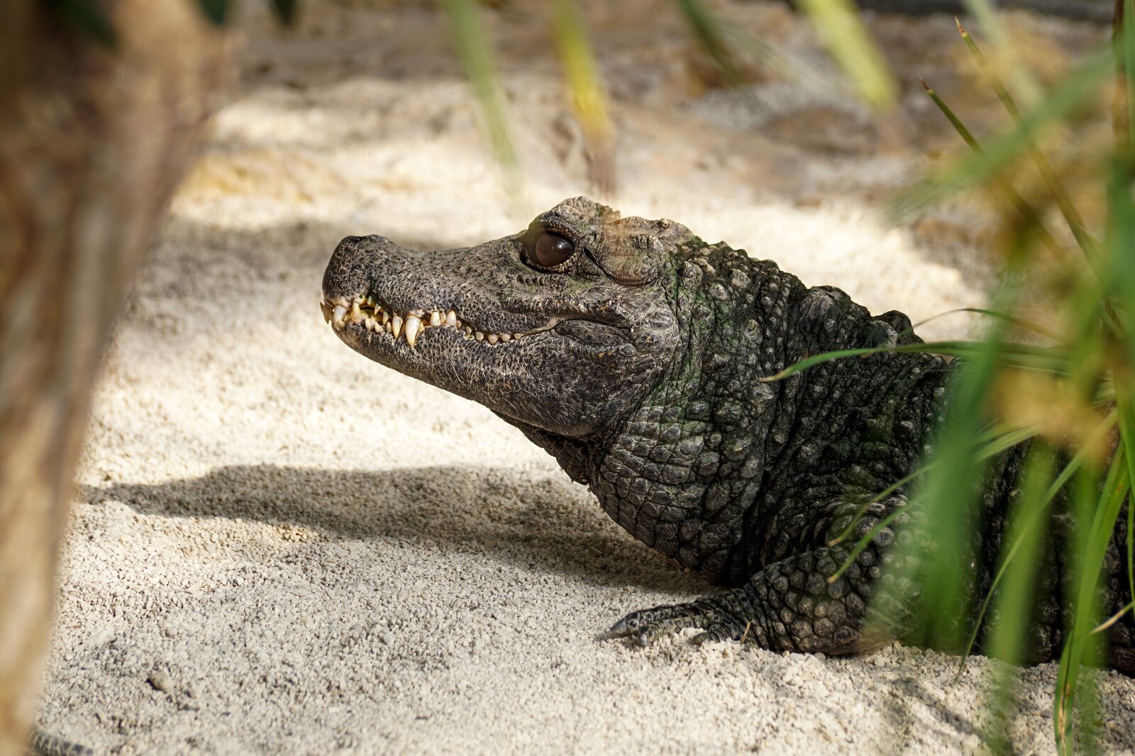 Sony DT 55-300mm F4.5-5.6 SAM sample photo. Crocodile, tooth, reptile photography