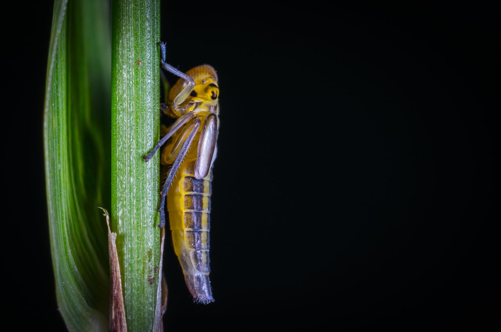 #124 65/2.8 sample photo. Insect, no one, bespozvonochnoe photography