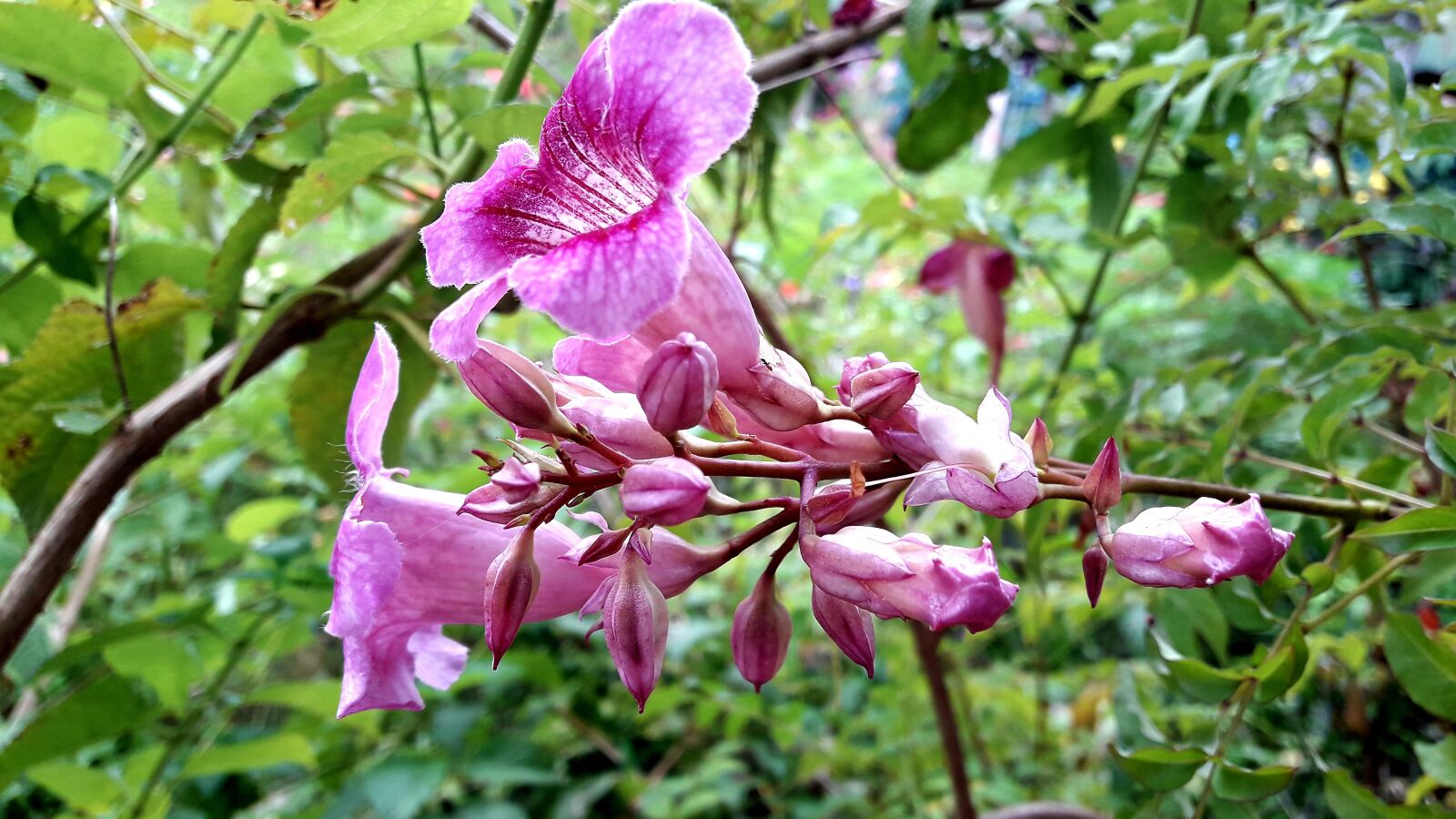 Samsung Galaxy J7 Neo sample photo. Pink flower, blossom, plant photography