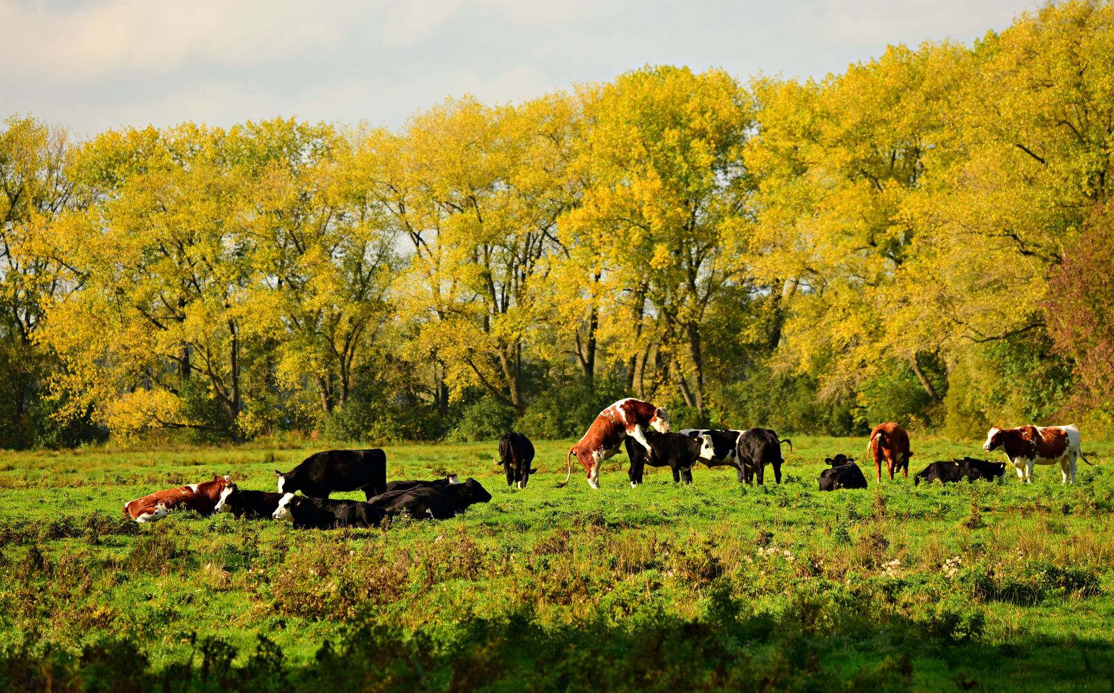 Nikon D750 sample photo. Cattle, bull, cow photography
