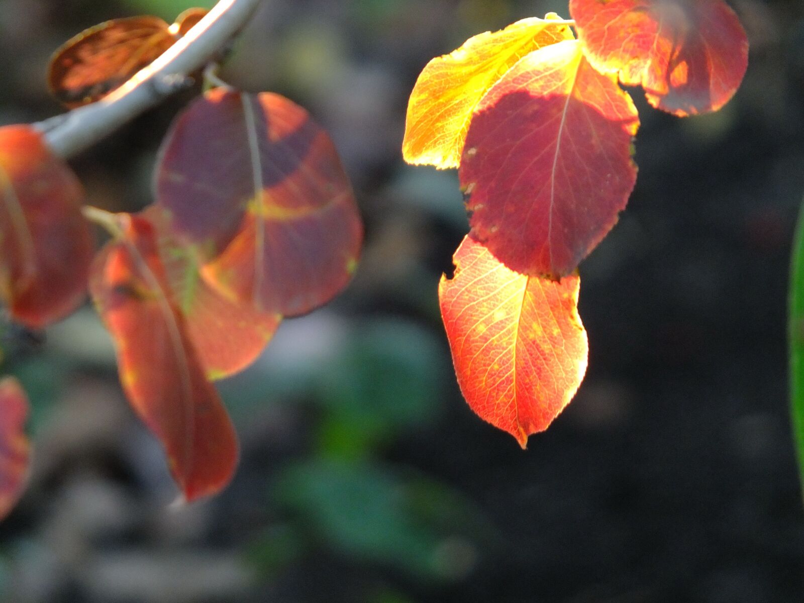 Fujifilm X-S1 sample photo. листья, осень, краски photography