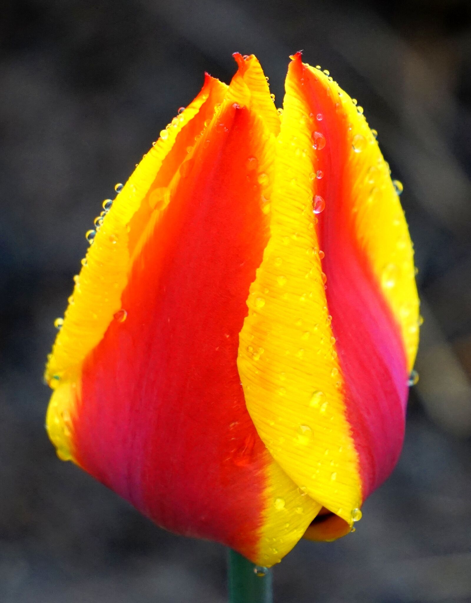 Sony Alpha a5000 (ILCE 5000) + Sony E 55-210mm F4.5-6.3 OSS sample photo. Tulip, blossom, bloom photography