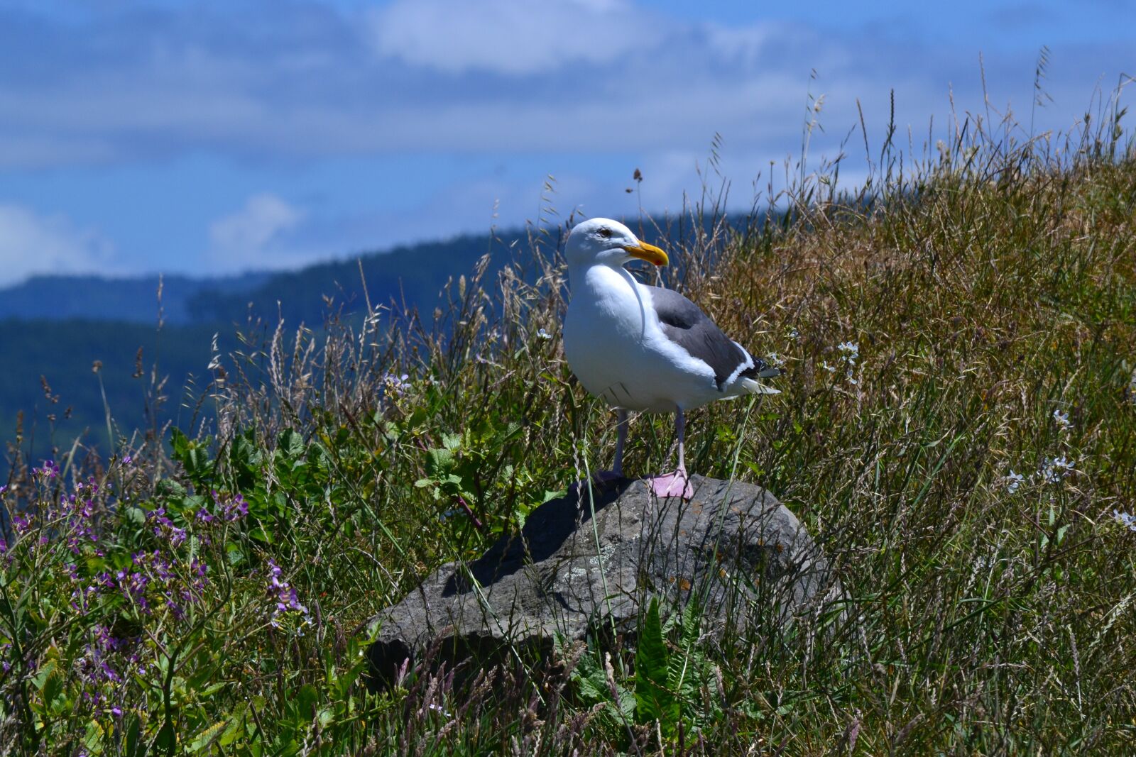 Nikon D3100 sample photo. Seagull, california, wildlife photography