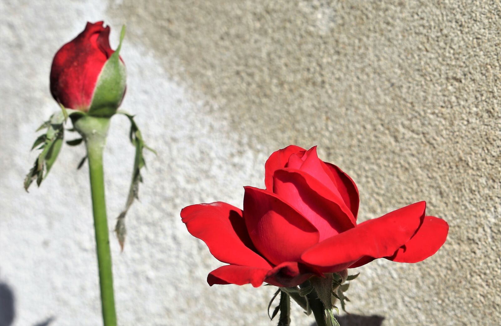 Canon EOS 6D sample photo. Red roses, bud, bloom photography