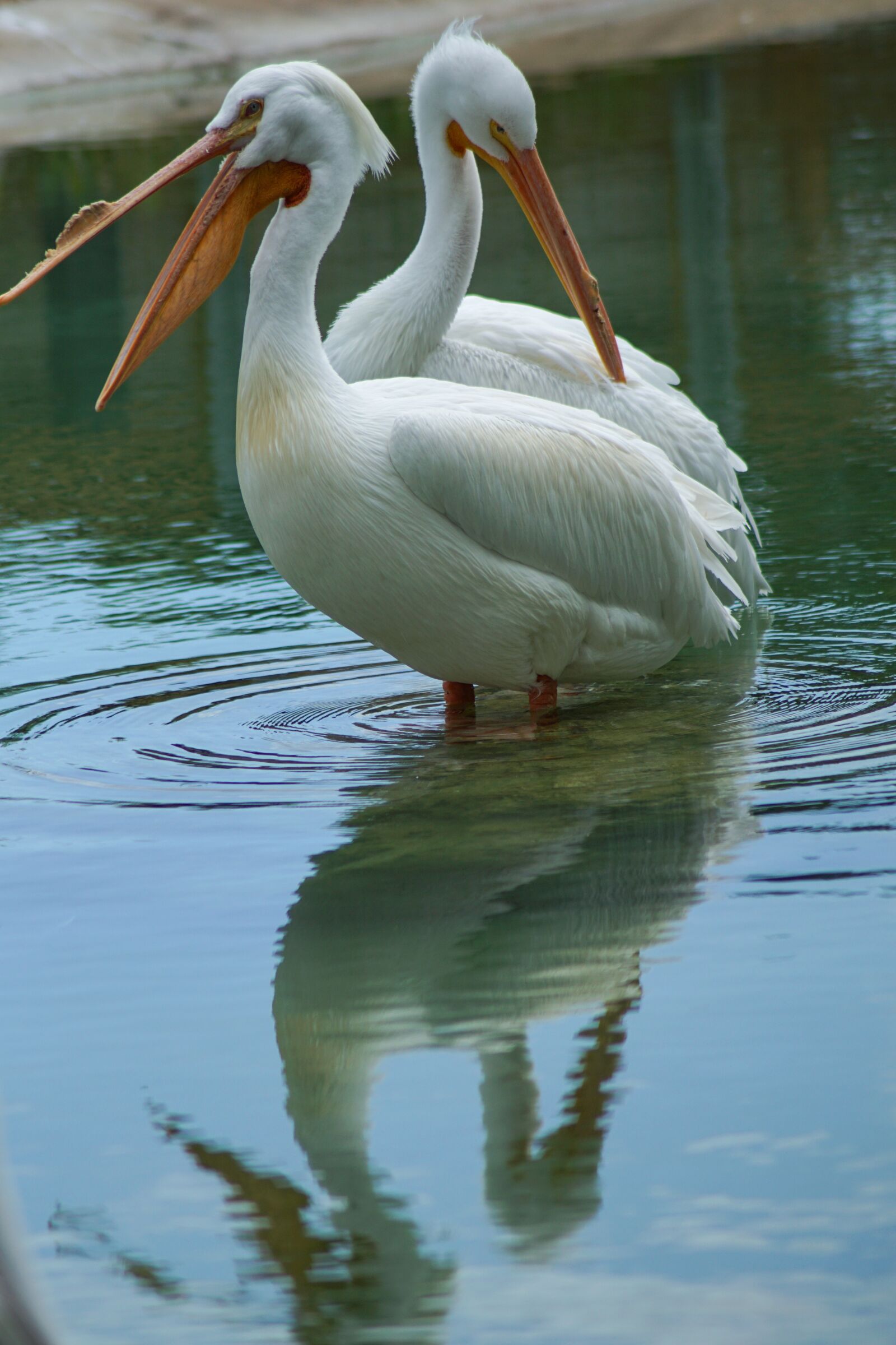 Sony ILCA-77M2 sample photo. Pelicans, nature, birds photography