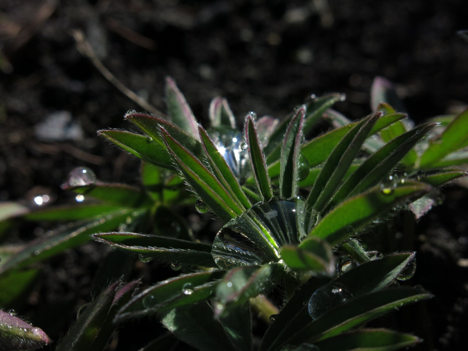 Canon PowerShot G15 sample photo. Drop of water, lupine photography