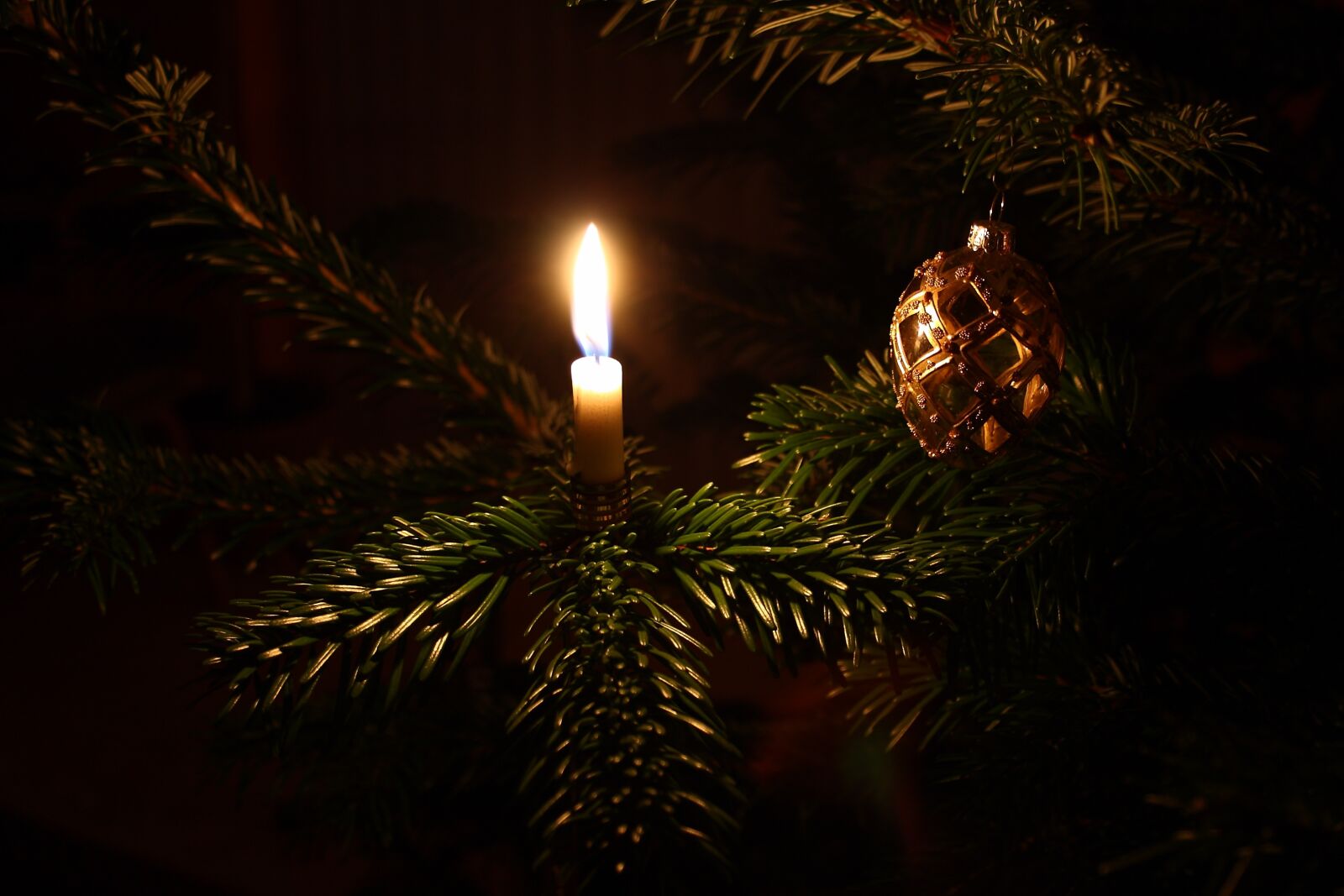 Canon EOS 400D (EOS Digital Rebel XTi / EOS Kiss Digital X) sample photo. Christmas, christmas tree, christmas photography