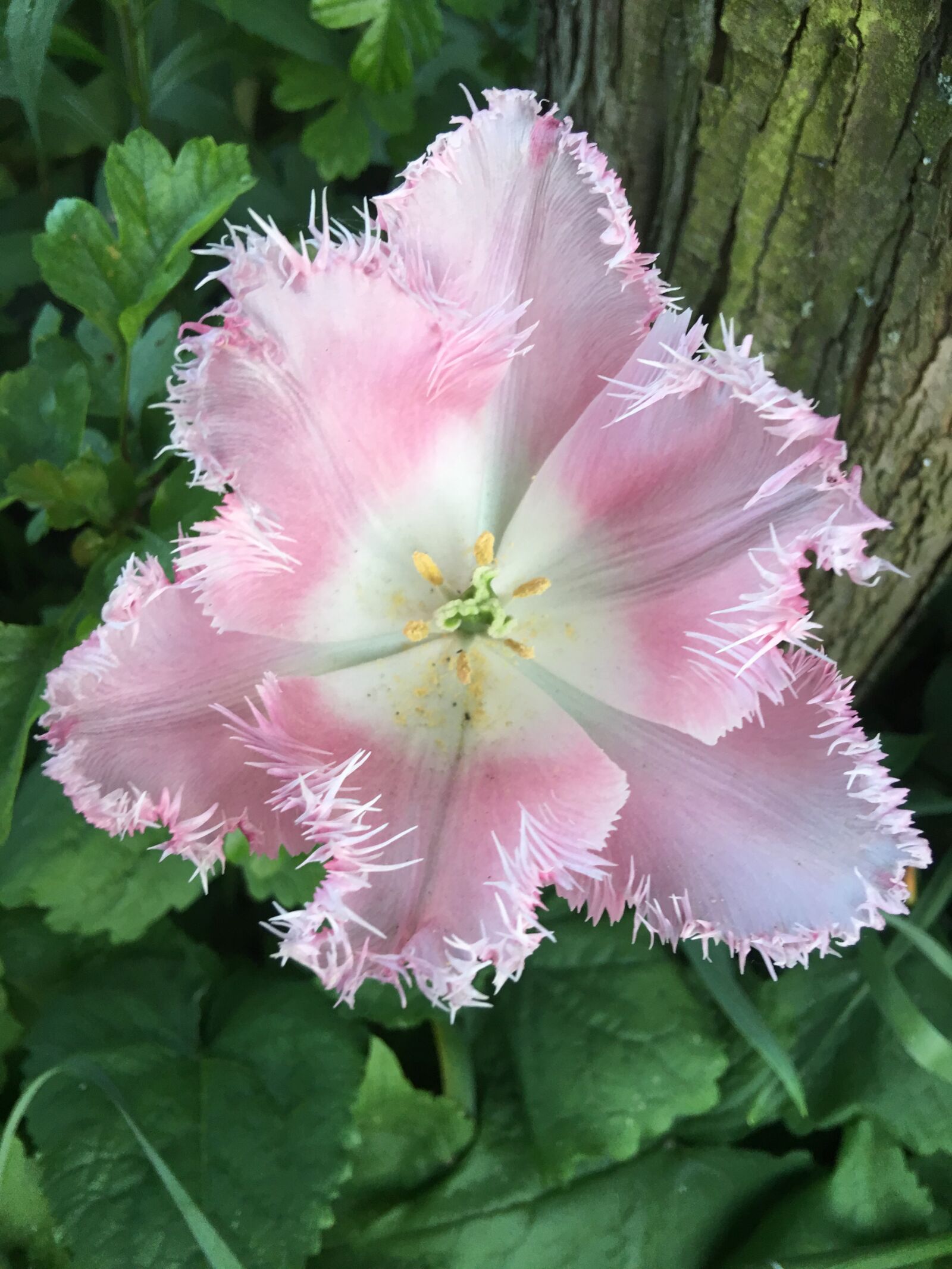 Apple iPhone 6s Plus sample photo. Flower, tulip, bloom photography