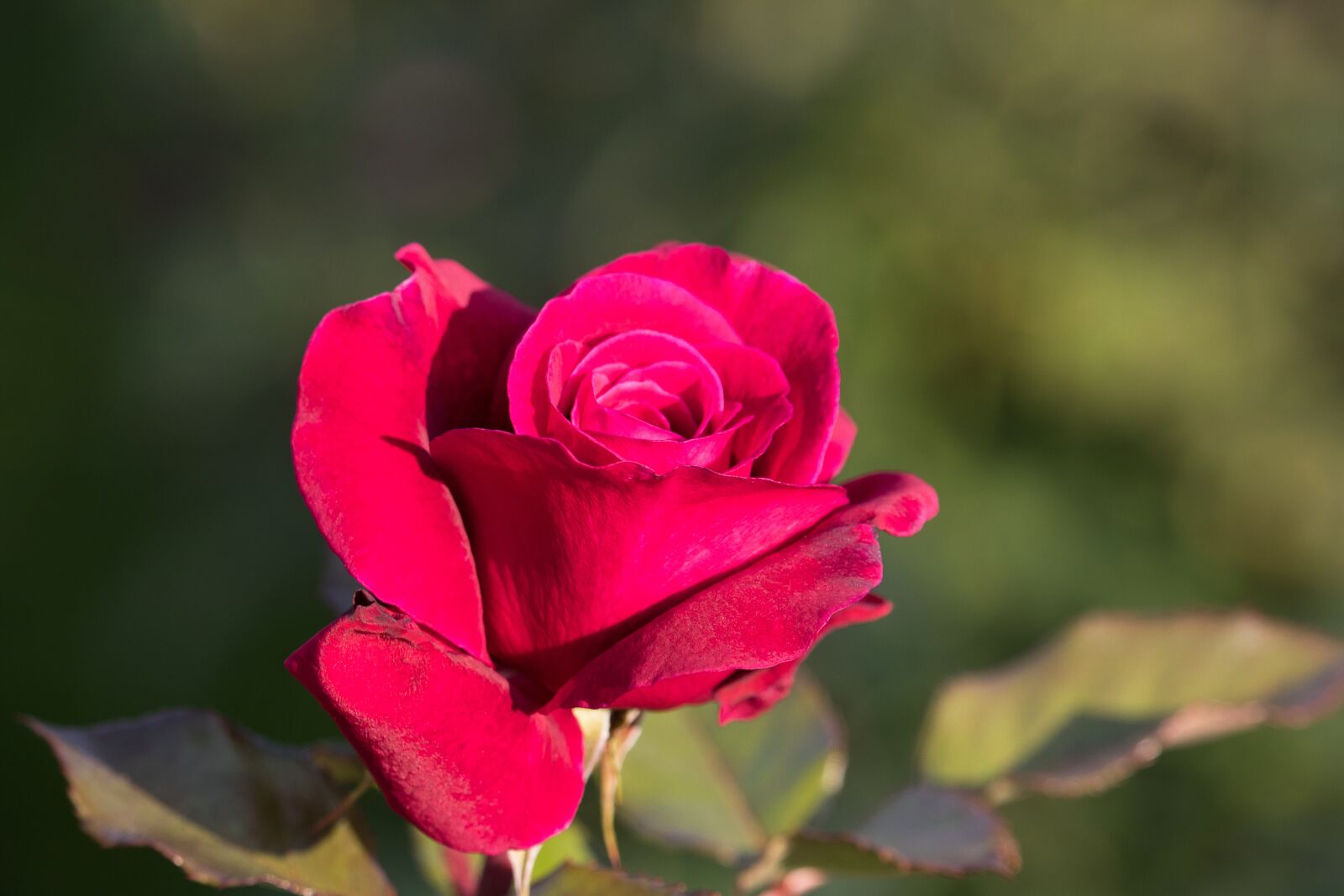 Canon EF-S 55-250mm F4-5.6 IS STM sample photo. Rose, blossom, bloom photography