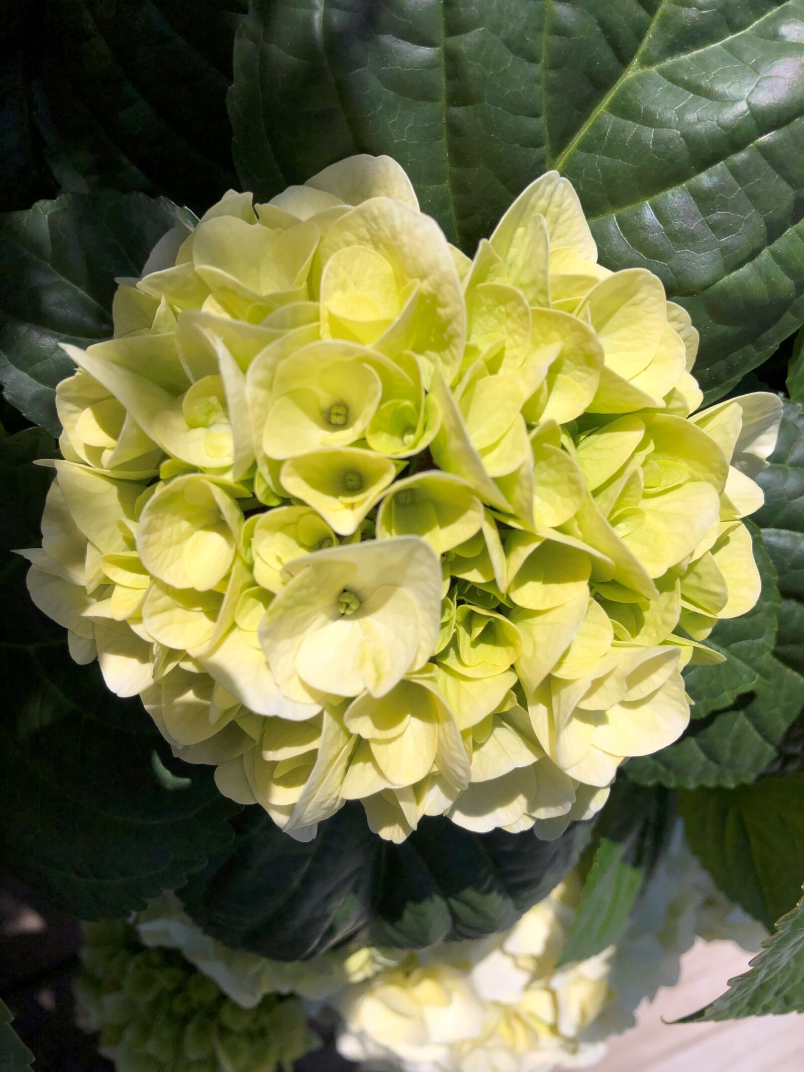 iPhone 8 back camera 3.99mm f/1.8 sample photo. Hydrangea, flower, blossom photography