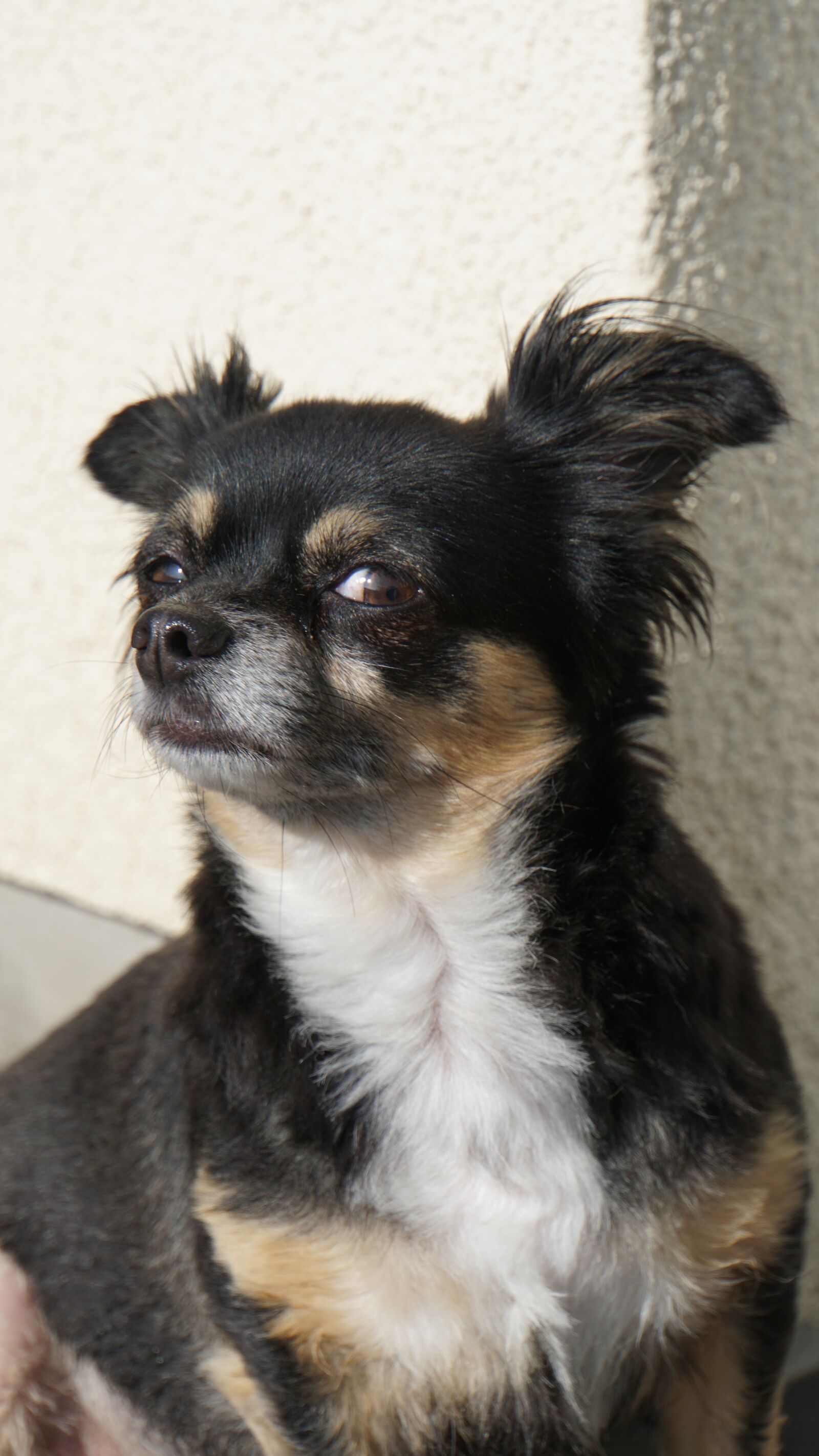 Sony E 18-200mm F3.5-6.3 OSS LE sample photo. Chihuahua, dog, small photography