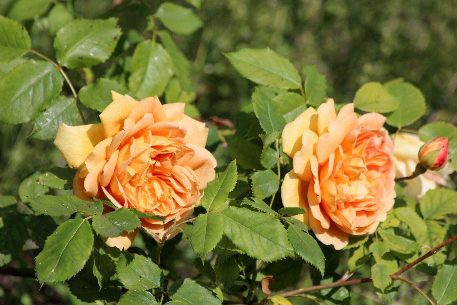Canon EOS 650D (EOS Rebel T4i / EOS Kiss X6i) sample photo. Roses, flower, nature photography