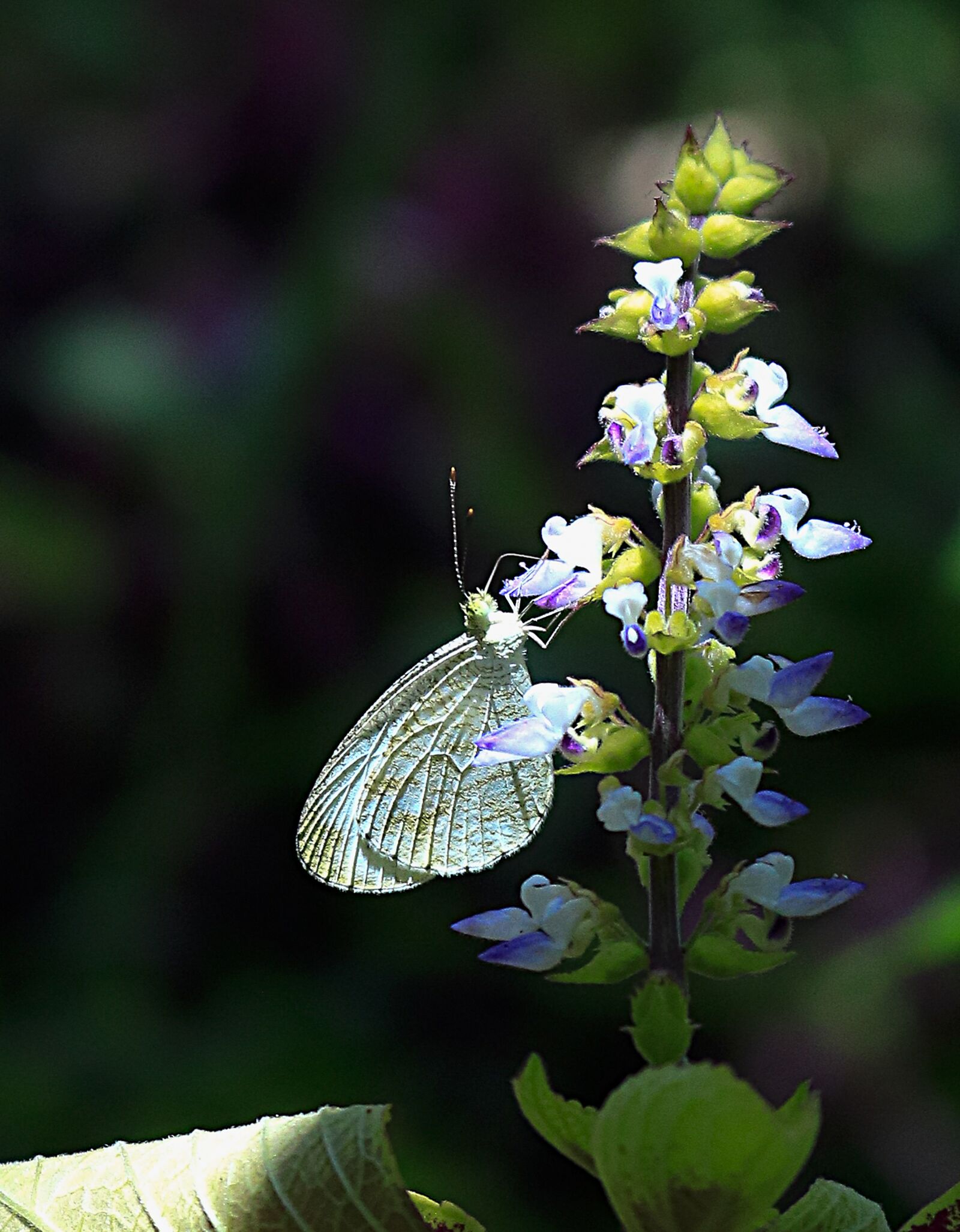 Canon EOS 750D (EOS Rebel T6i / EOS Kiss X8i) sample photo. Butterfly, flower, edelfalter photography