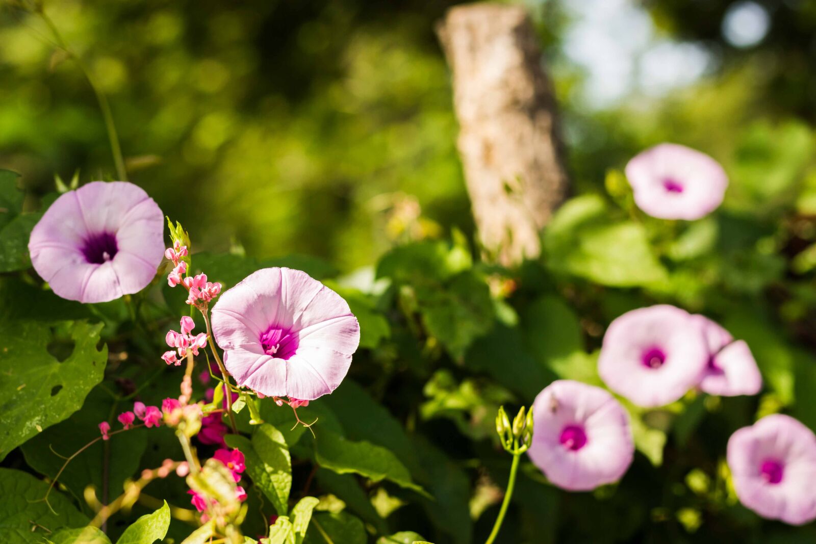 Canon EOS 600D (Rebel EOS T3i / EOS Kiss X5) sample photo. Flower, plant, nature photography