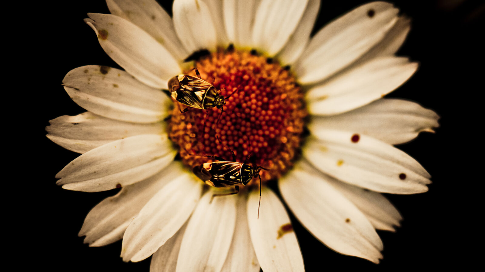 Canon EOS 60D sample photo. Bees, flower photography