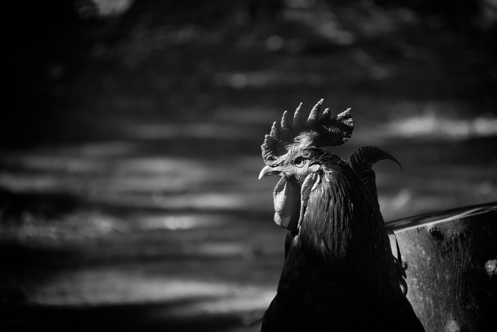 Sony E 55-210mm F4.5-6.3 OSS sample photo. Rooster, animal, feather photography