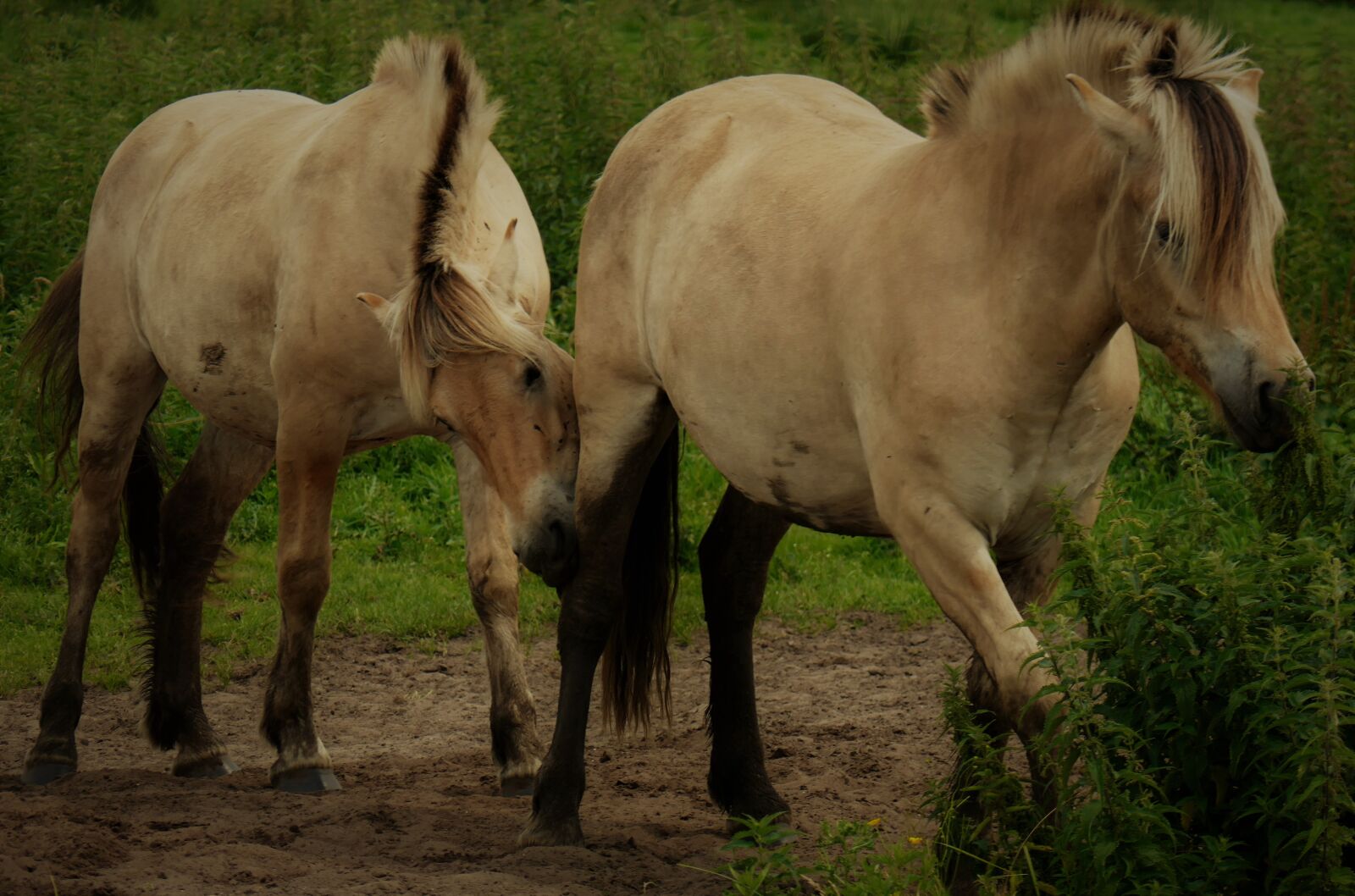 Panasonic DMC-TZ101 sample photo. Horses, paddock, coupling photography