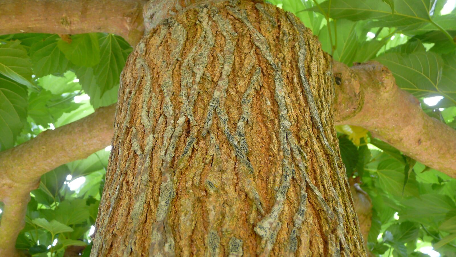 Panasonic DMC-FZ18 sample photo. Plane tree, nature, brown photography