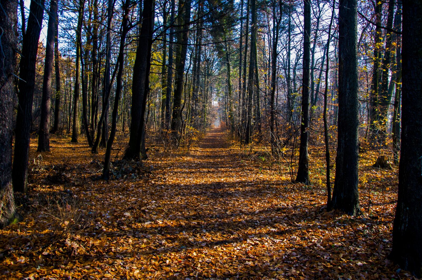 Nikon D90 sample photo. Forest, autumn, tree photography