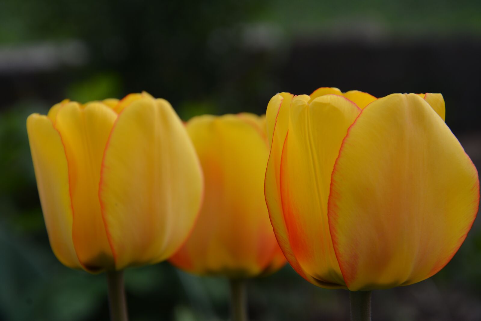 Nikon D7100 sample photo. Tulip, plant, flowers photography