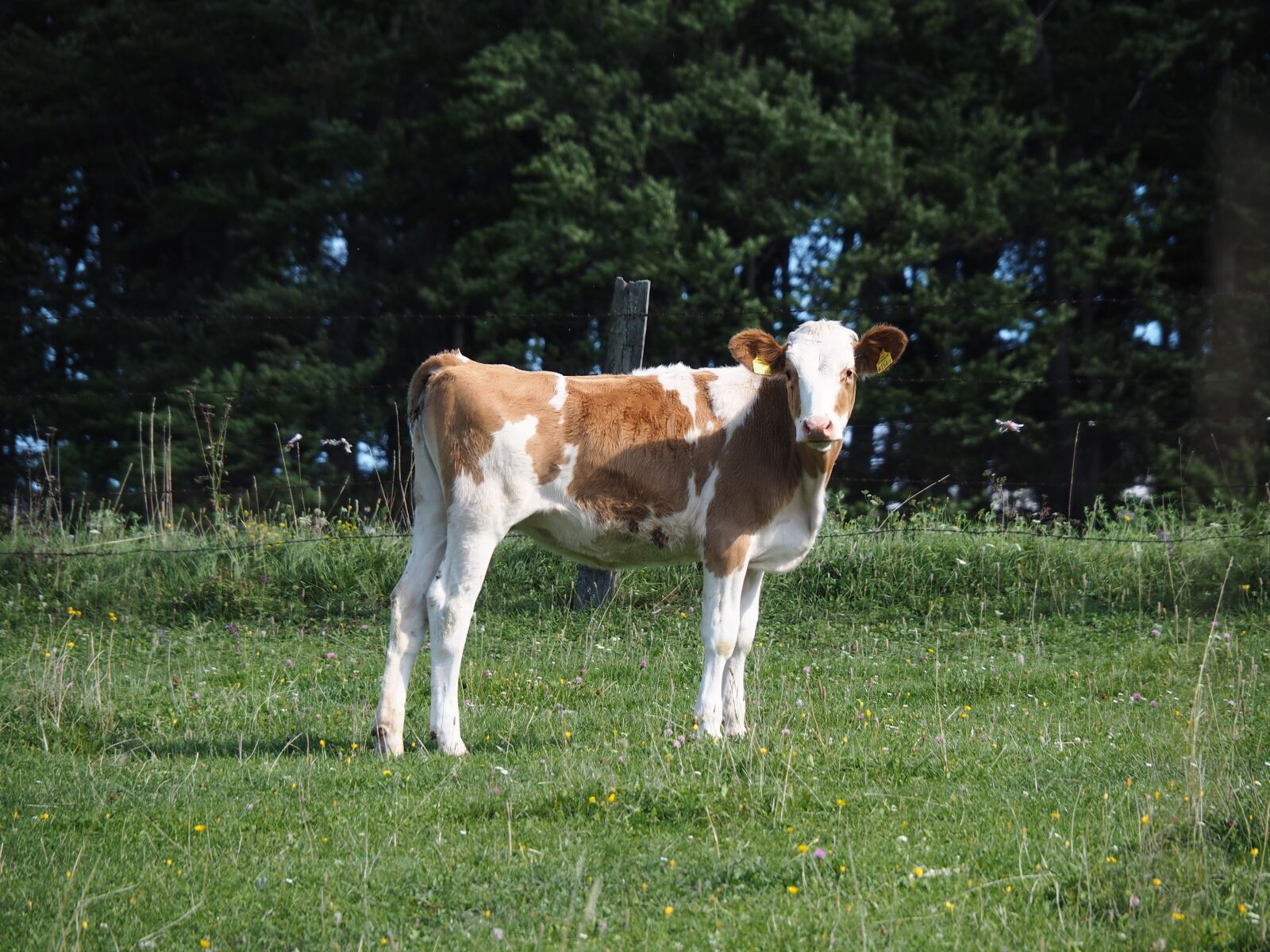 Olympus M.Zuiko Digital ED 14-150mm F4-5.6 II sample photo. Cow, calf, pasture photography