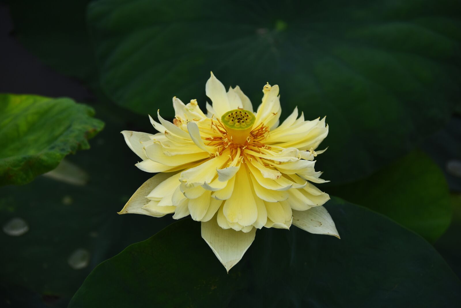 Nikon D7200 sample photo. Golden lotus, dress, outdoor photography