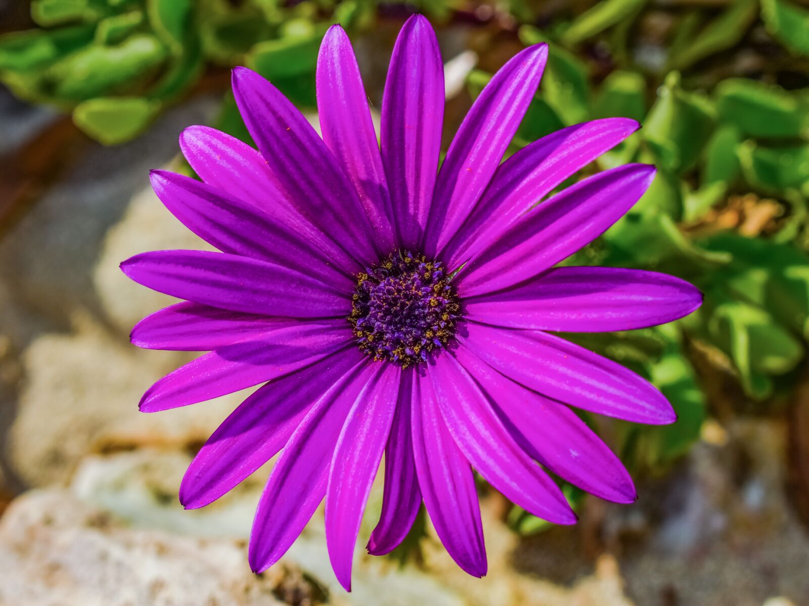 Nikon D3300 sample photo. African daisy, osteospermum, flower photography
