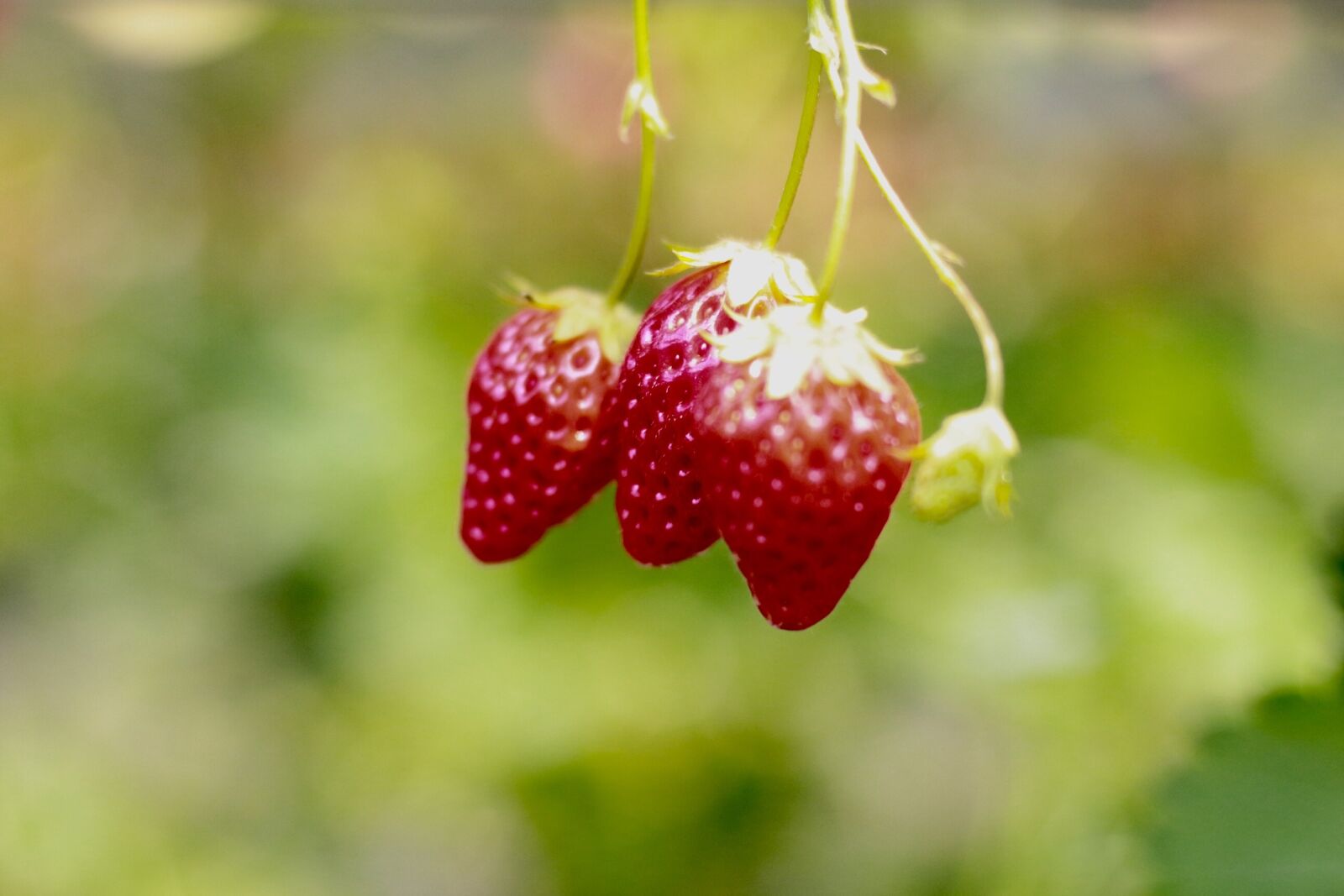 Canon EOS 700D (EOS Rebel T5i / EOS Kiss X7i) + Canon EF 50mm F1.4 USM sample photo. Strawberry, japan, buffet photography