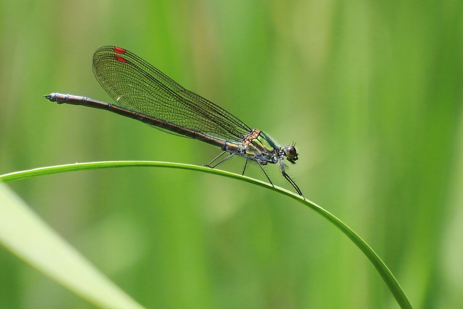 Fujifilm FinePix S1 sample photo. Japan, natural, insect photography