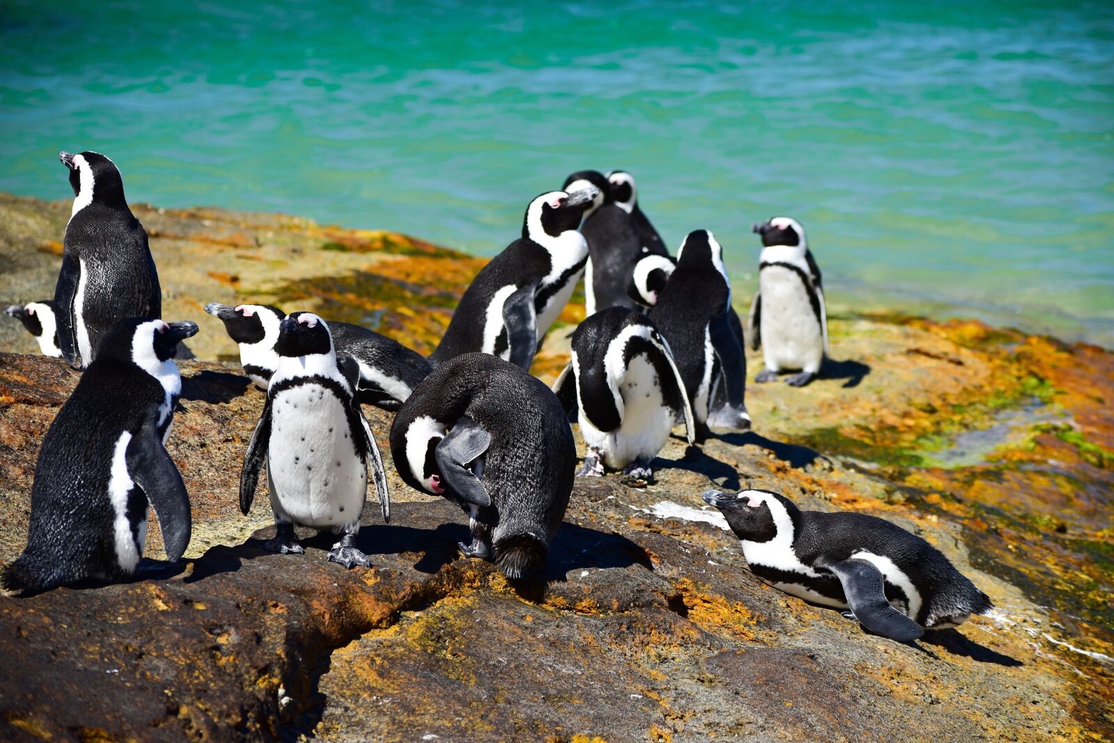 Nikon D5500 sample photo. Boulders beach, south africa photography